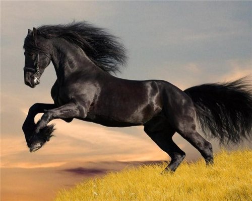 野马奔腾嘶鸣吼叫啥子意思？