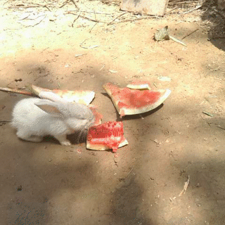 有哪些搞笑的GIF图片分享？