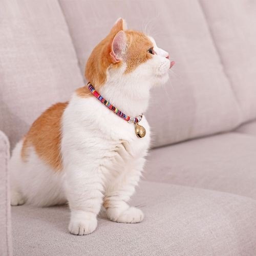 猫咪的小铃铛怎么那么可爱？