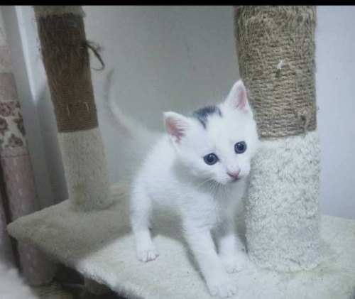 淄博客运中心可以带宠物猫吗？