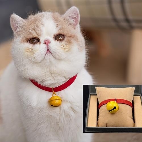 猫咪的铃铛指什么部位？