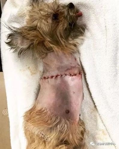 狗狗出车祸了，怎么办？