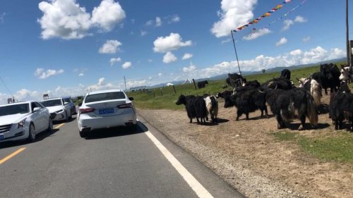 若尔盖开车要多少时间? 若尔盖开车要多少时间?