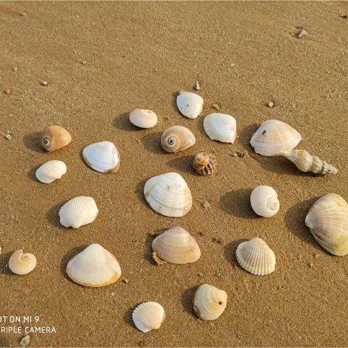 金沙滩贝壳多吗？