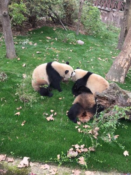 成都三个熊猫基地哪个好？