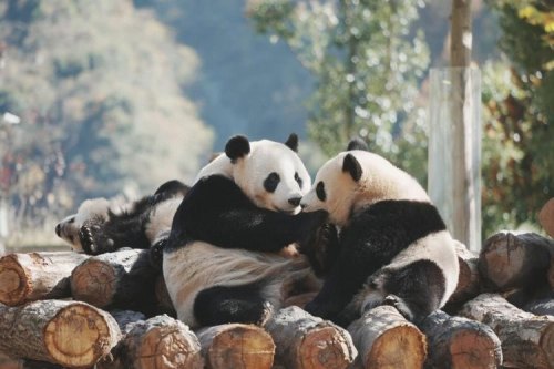 看大熊猫去哪里最好？