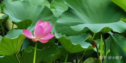 你手机中有哪些很棒很漂亮的照片？