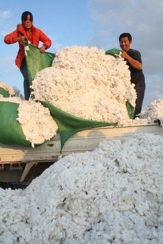 棉价6元一斤是真的吗？