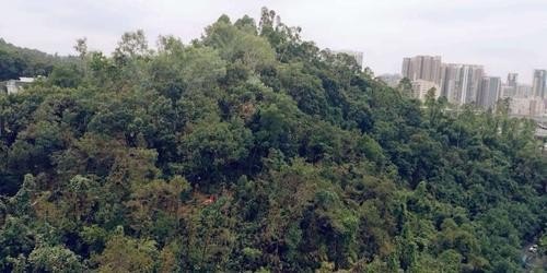 龙岗丹竹头哪里有公园玩？