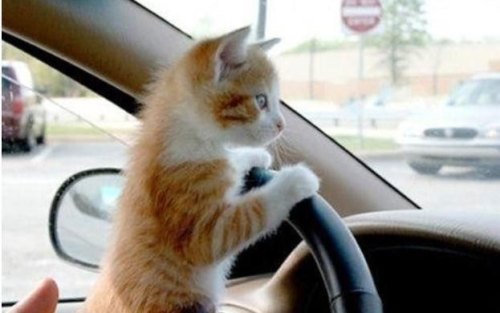 开车带猫咪回家，路上要注意什么？