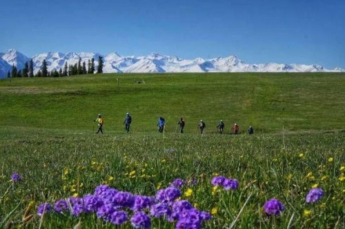 伊犁天山花海景区可以自驾吗? 伊犁天山花海景区可以自驾吗?