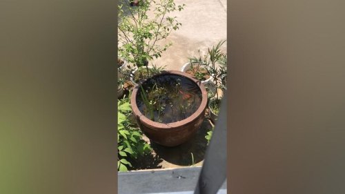 古法养鱼可以用塑料桶吗？