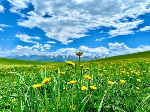 新疆有大草原吗? 哪里风景最美? 新疆有大草原吗? 哪里风景最美?