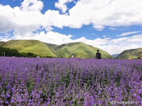 新都桥花开时间？