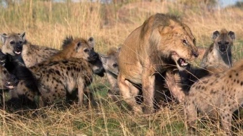 一个人在非洲面对一群鬣狗,是否有生还的希望? 一个人在非洲面对一群鬣狗,是否有生还的希望?