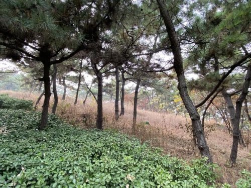 青岛双山能爬吗？