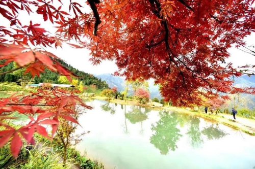 川西枫叶大概几月红？