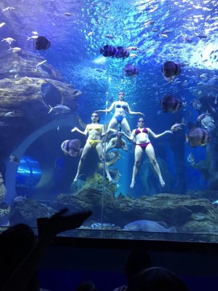 海洋馆和极地海洋馆的区别? 海洋馆和极地海洋馆的区别?