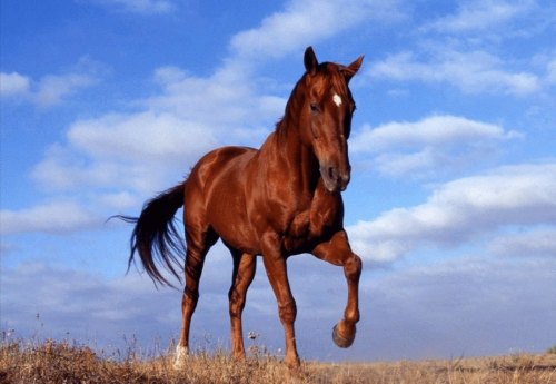 马怀孕多少天生小马? 马怀孕多少天生小马?