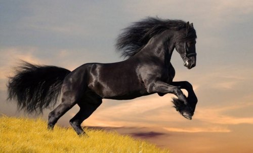 马怀孕多少天生小马? 马怀孕多少天生小马?