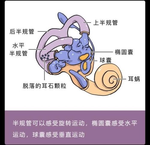 晕车与耳蜗前庭的关系