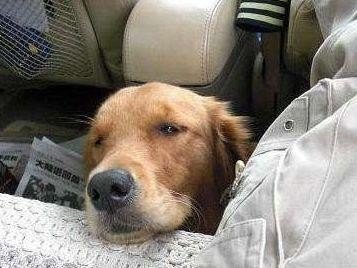 狗晕车的话，症状是哪些，多久可以恢复正常？