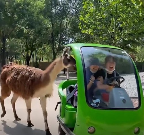 北京动物园外地车能进吗