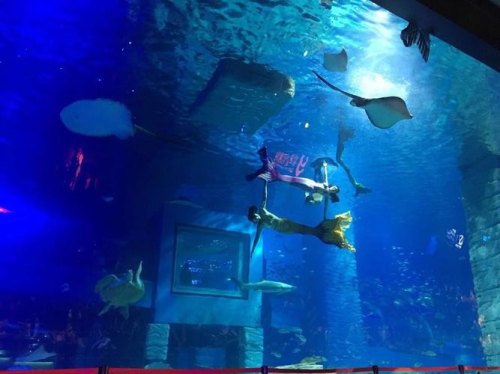 海洋馆哪里的最大最好玩