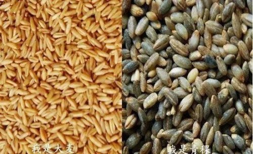 小麦草和大麦草粉功效有什么不同