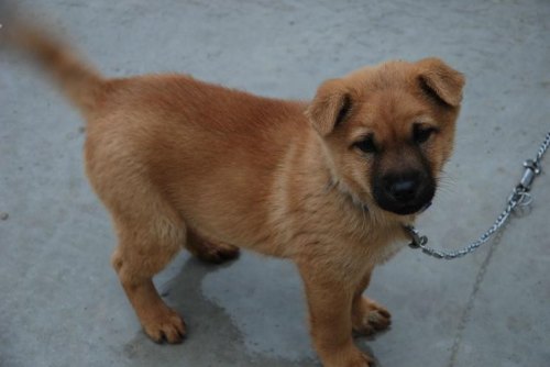 中华田园犬多少钱一只? 中华田园犬多少钱一只?