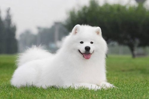 萨摩耶吃什么狗粮好？